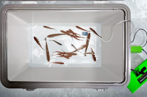 USB BAIT AERATOR - Image 2